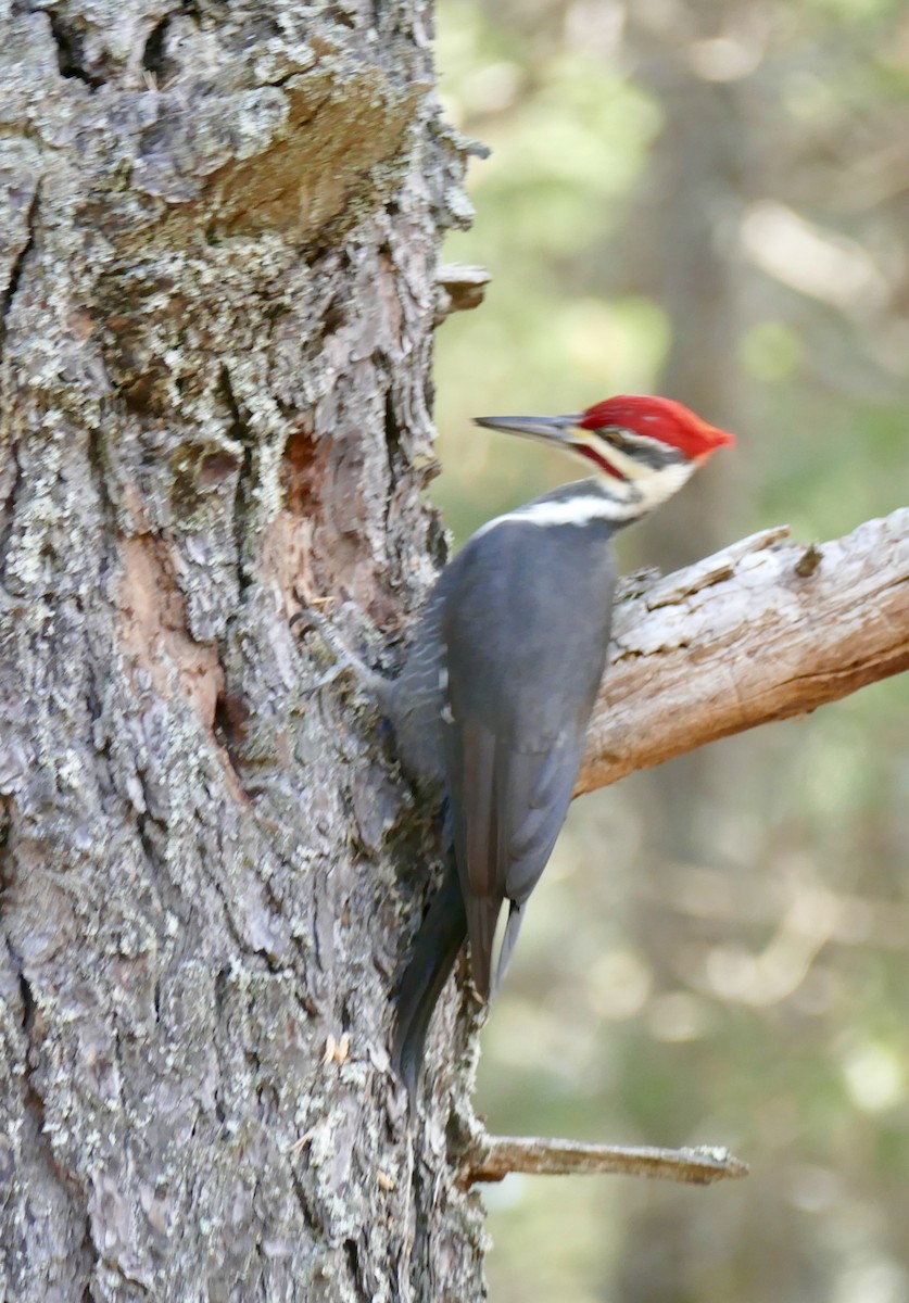 Pileated Woodpecker - ML645548639