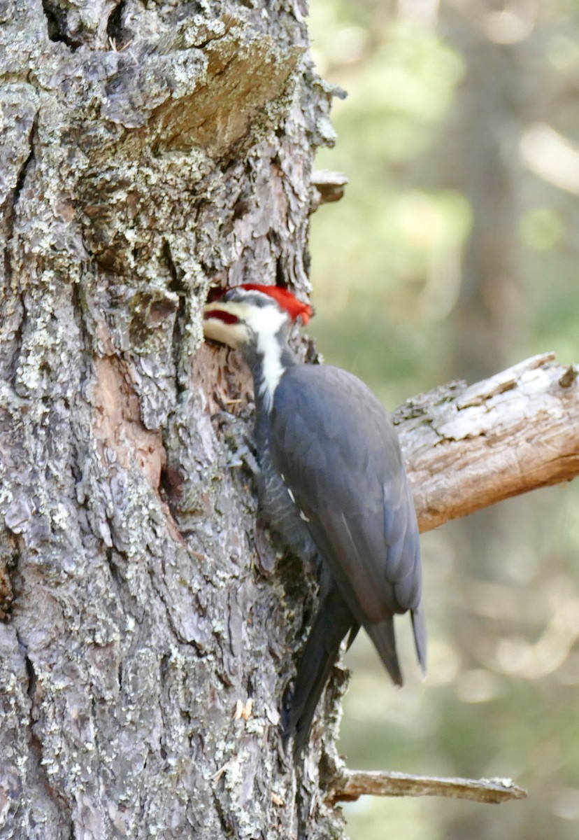 Pileated Woodpecker - ML645548640