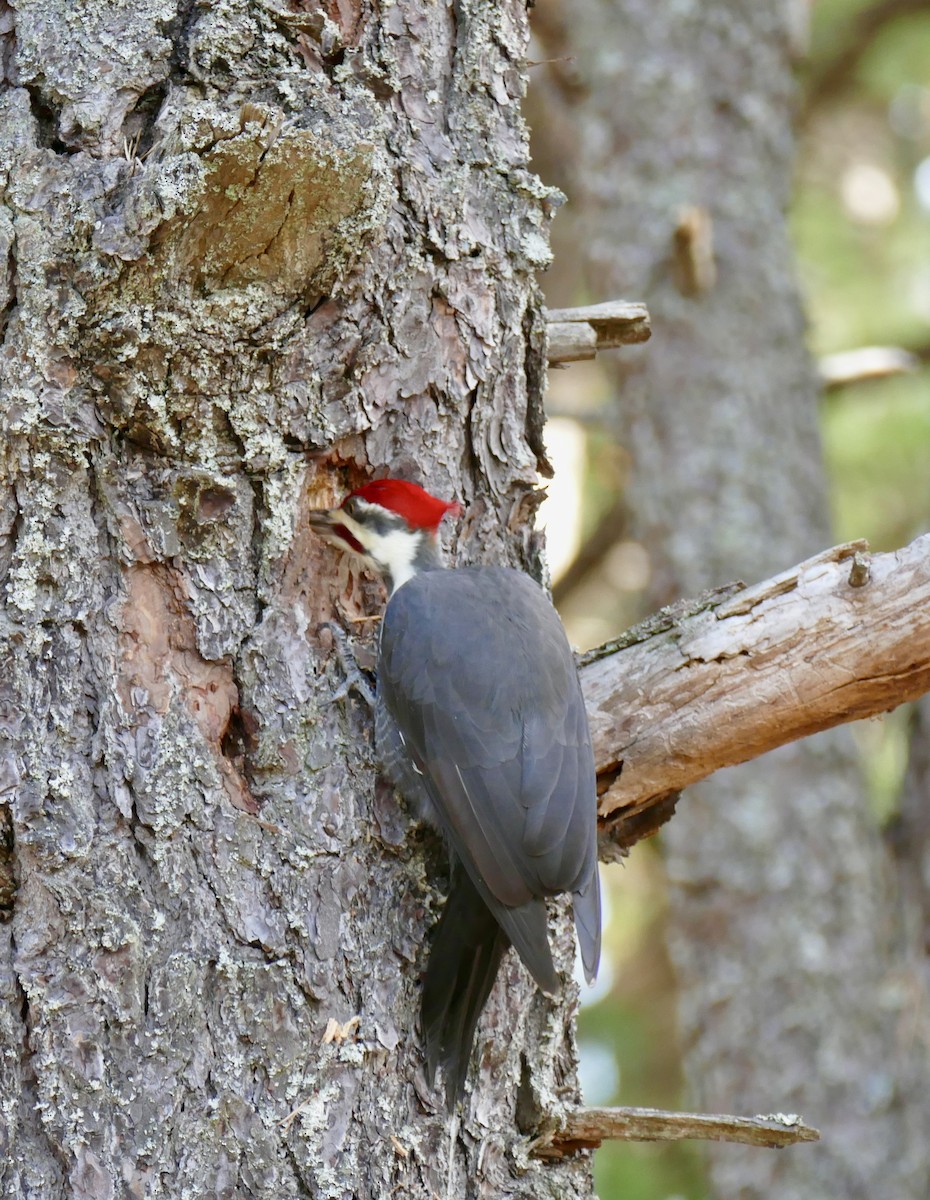 Pileated Woodpecker - ML645548641