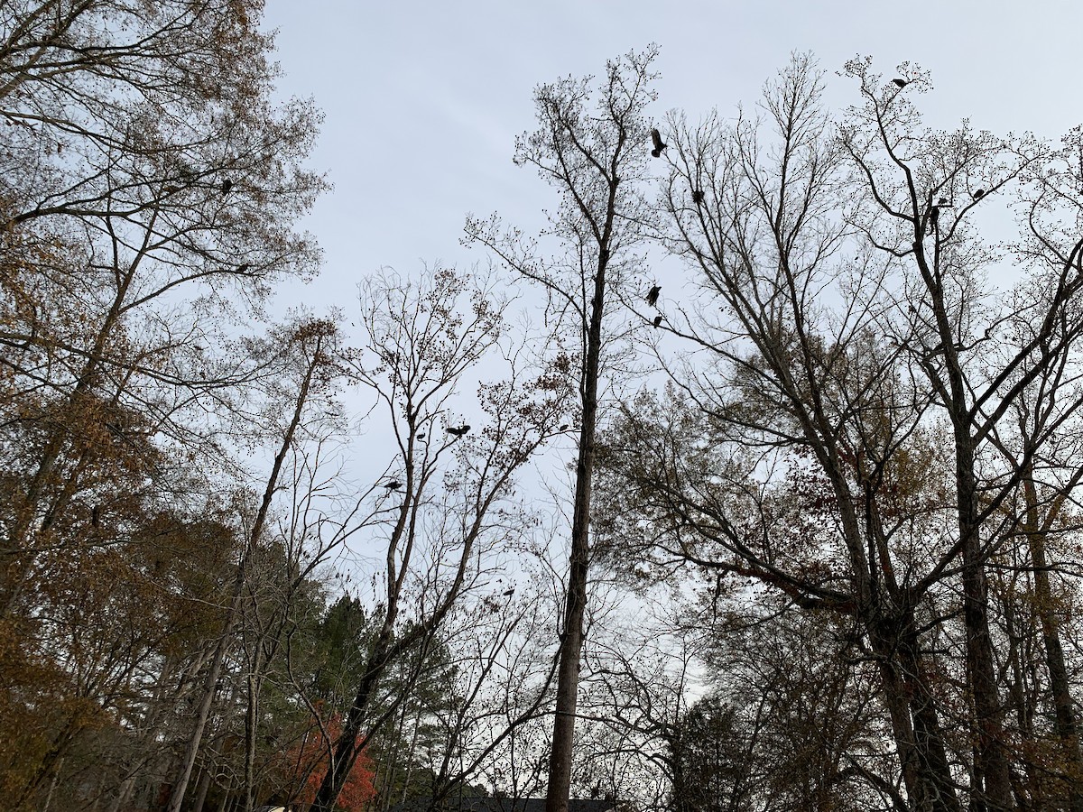 Black Vulture - ML645548644