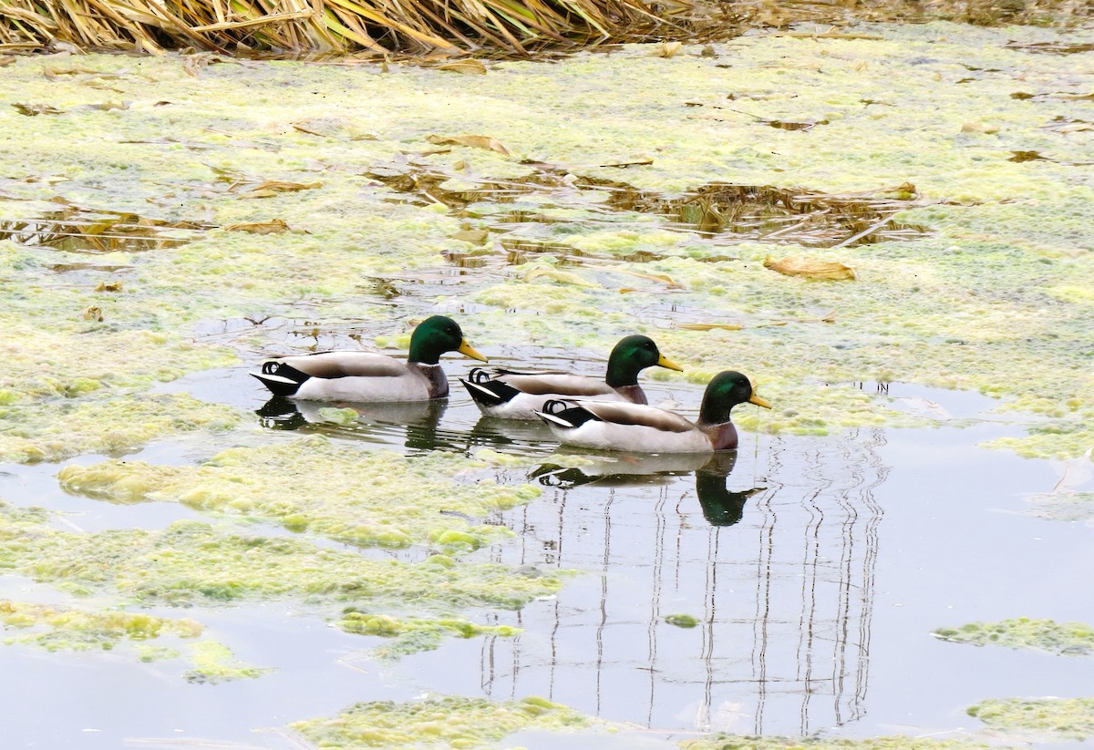 Mallard (Domestic type) - ML645548660