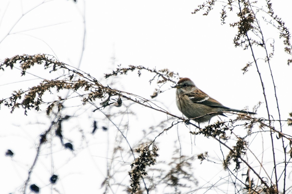 Пасовник північний - ML645548663