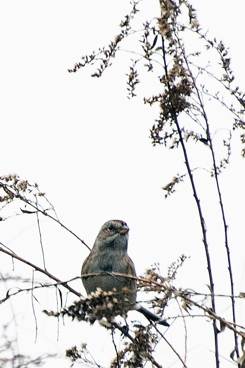 Пасовник північний - ML645548664