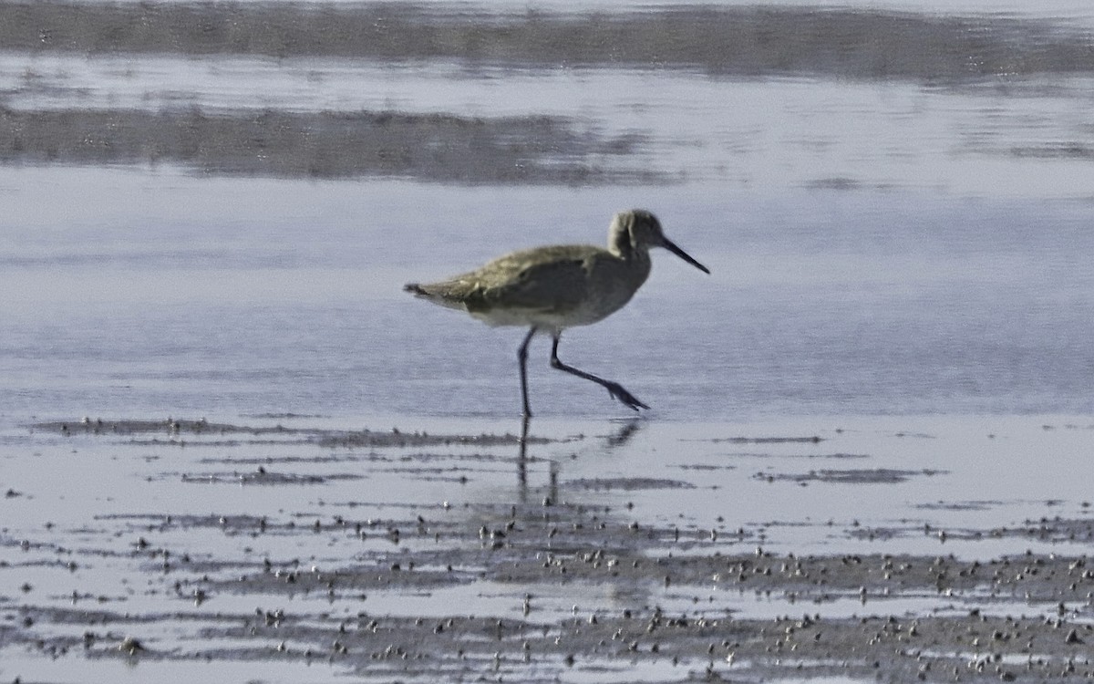 Willet (Western) - ML645548668