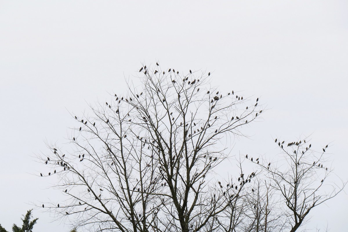 European Starling - ML645548670