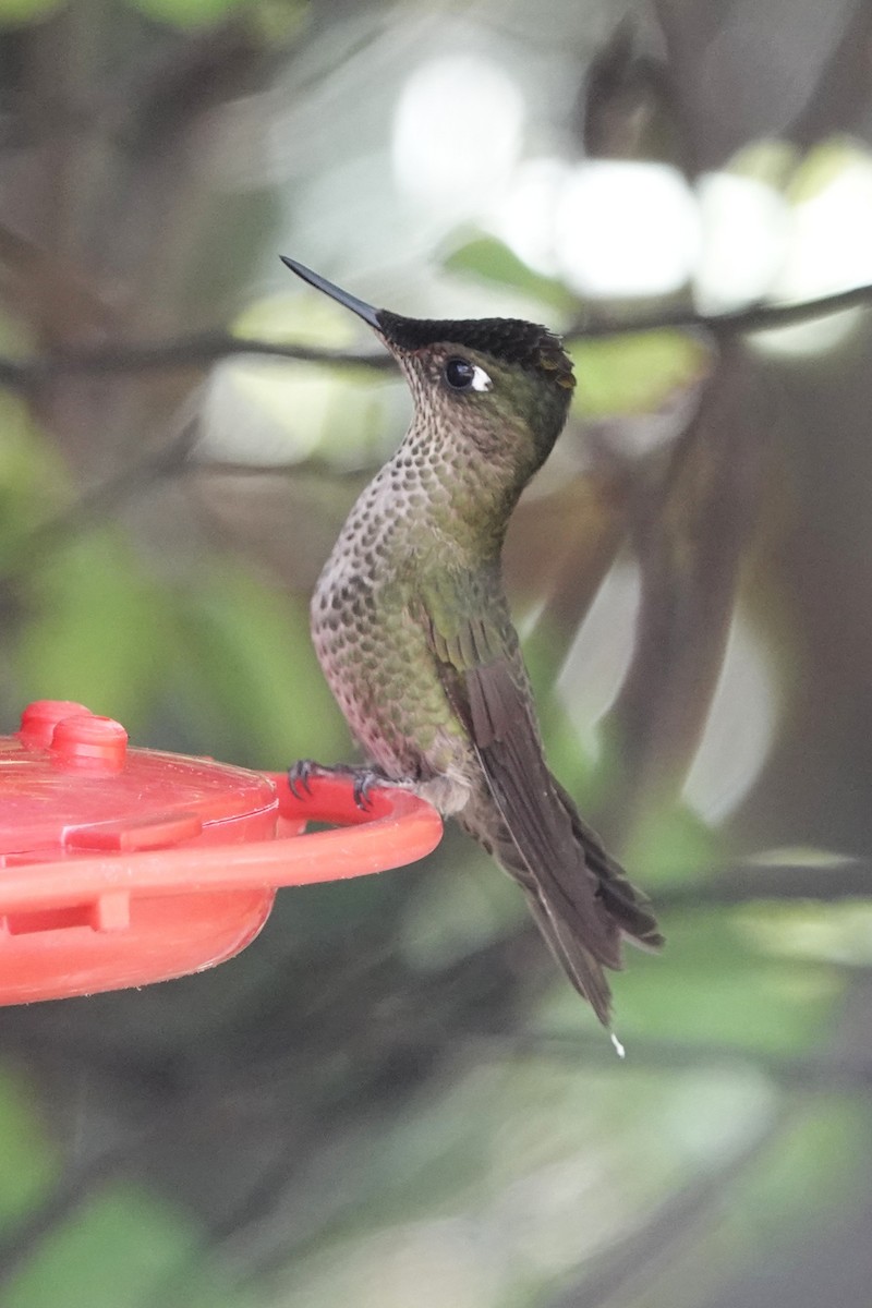 ベニイタダキハチドリ - ML645548671