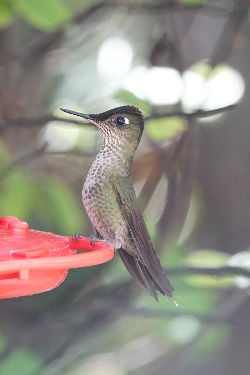 ベニイタダキハチドリ - ML645548672