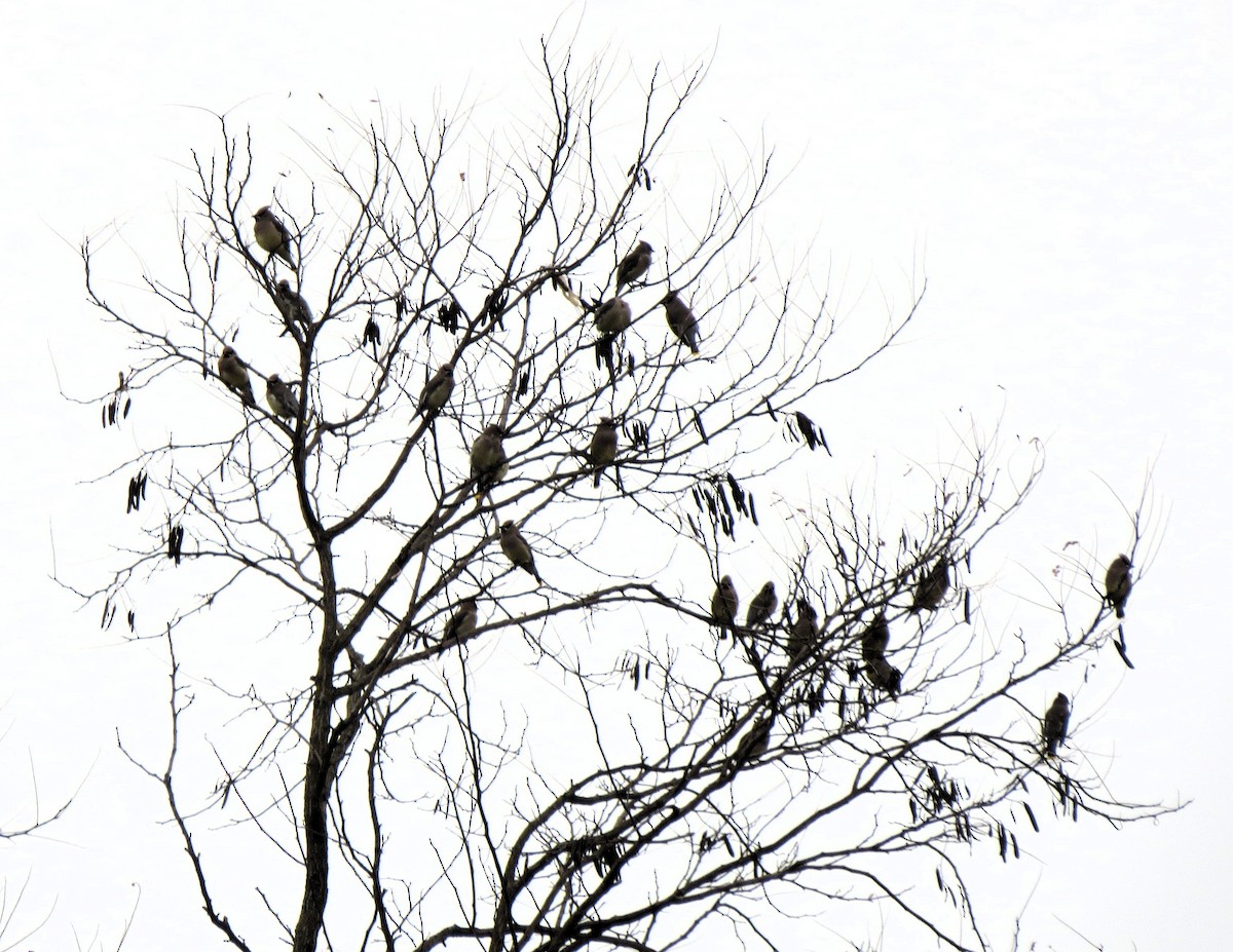 Cedar Waxwing - ML645548680