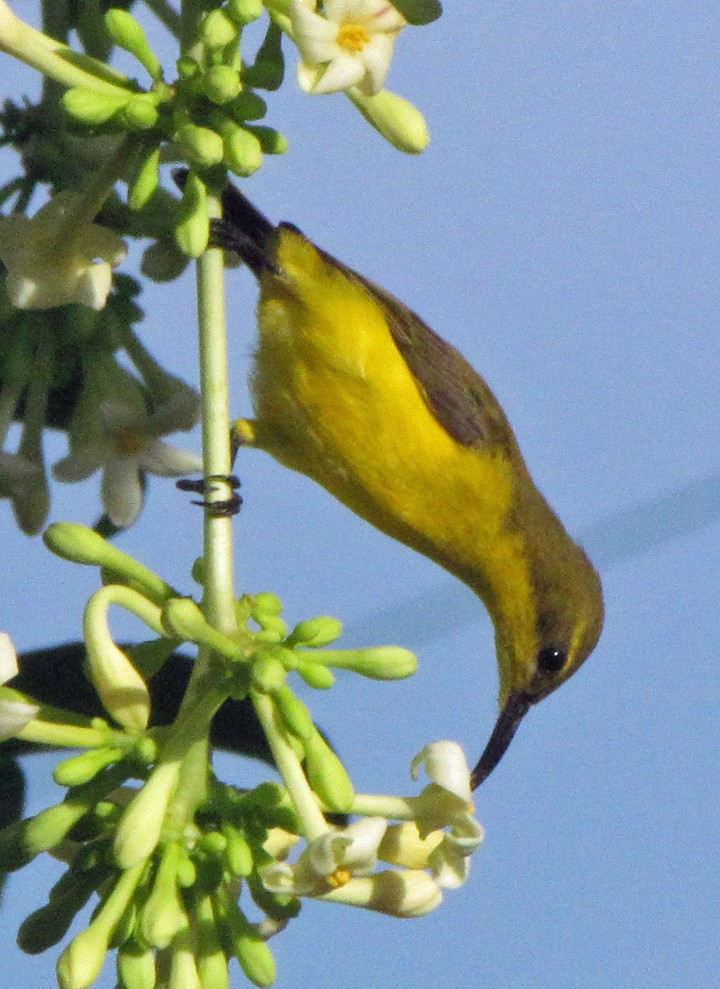 Sahul Sunbird - ML645548682