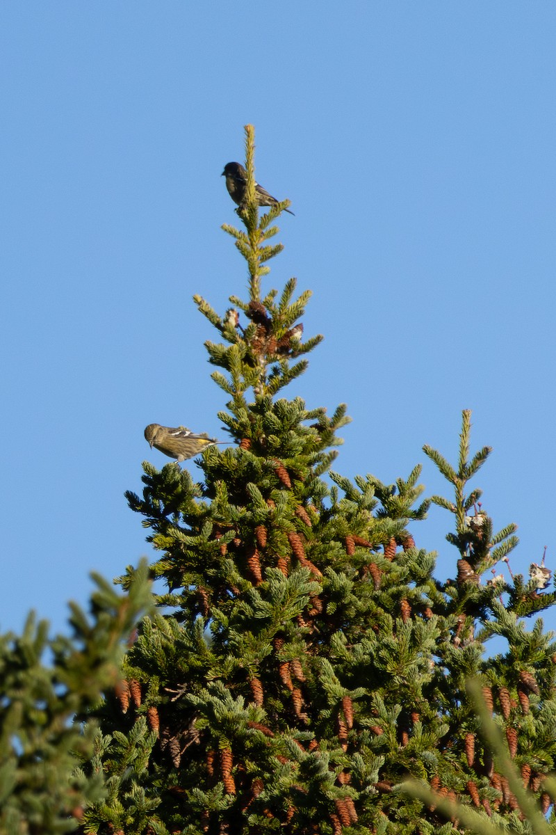 båndkorsnebb - ML645548684