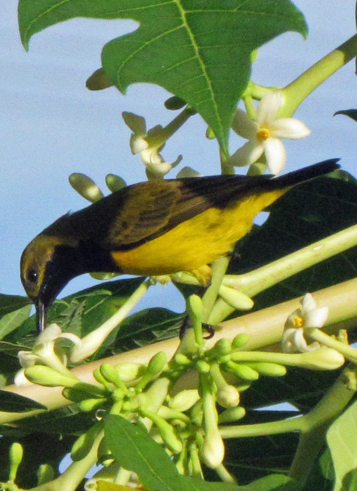 Sahul Sunbird - ML645548686