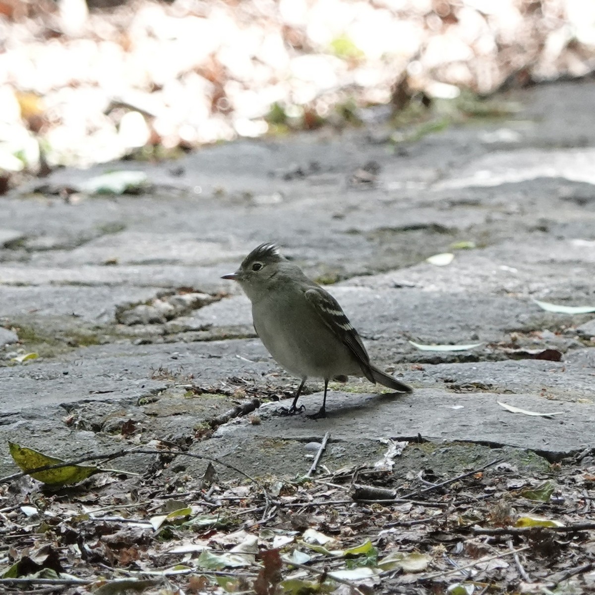 White-crested Elaenia - ML645548702