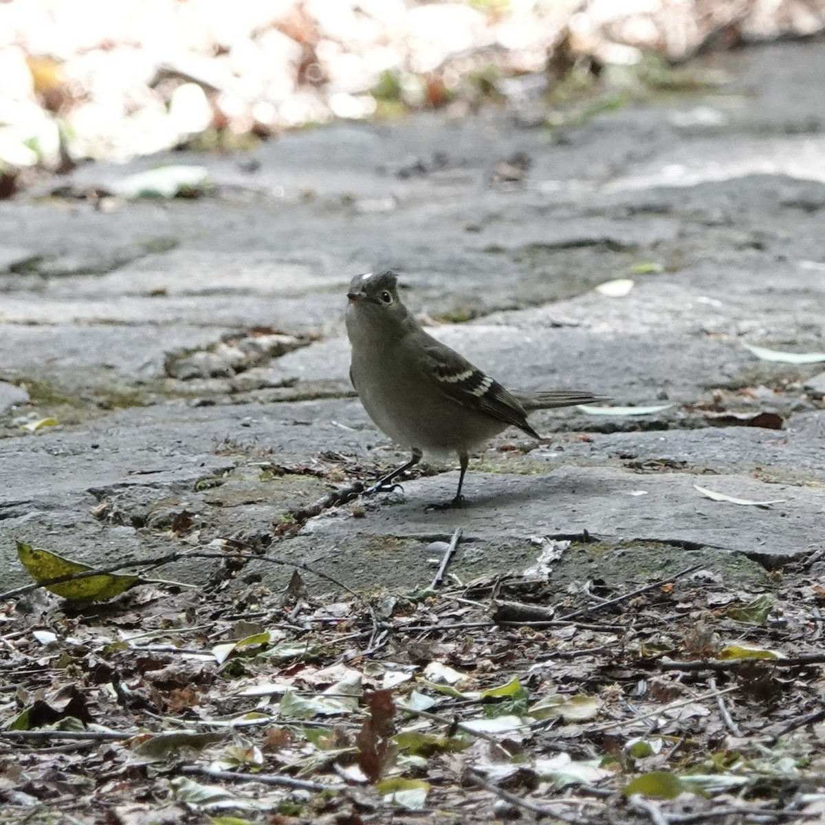 White-crested Elaenia - ML645548703