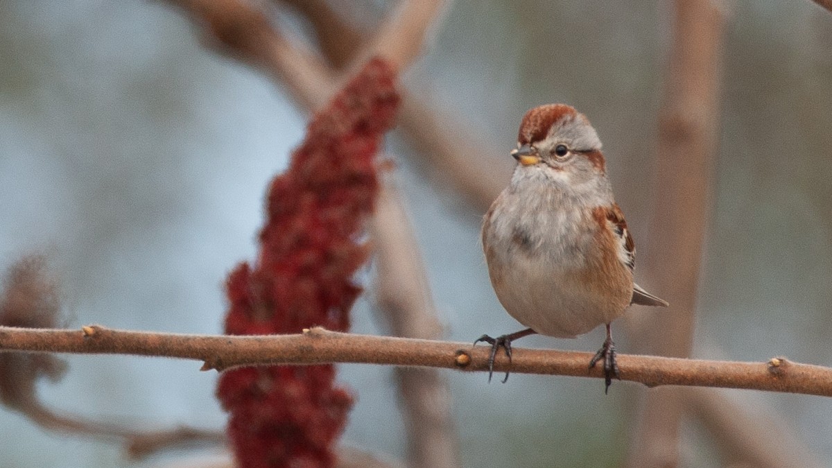 Пасовник північний - ML645548707