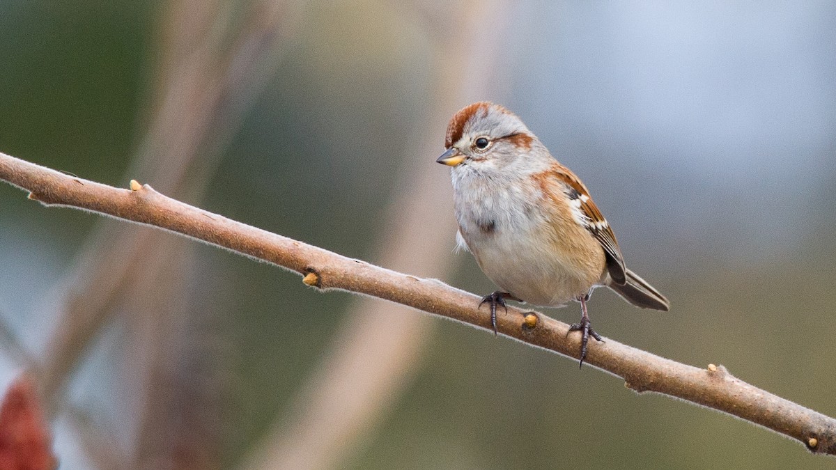 Пасовник північний - ML645548708