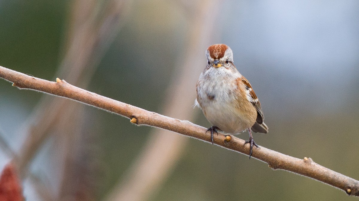 Пасовник північний - ML645548709