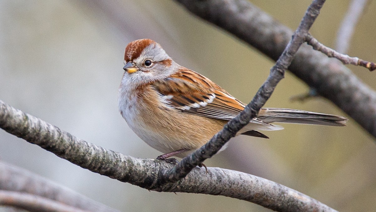Пасовник північний - ML645548710