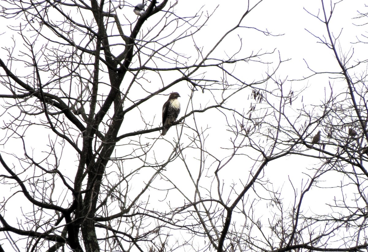 Red-tailed Hawk - ML645548721
