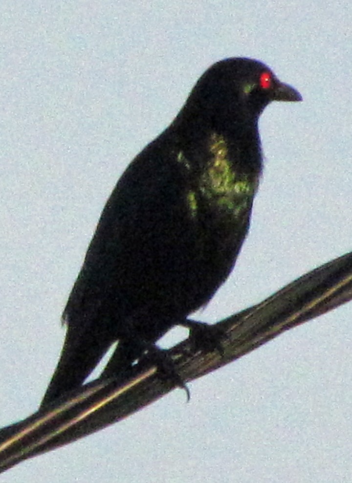 Metallic Starling - ML645548722