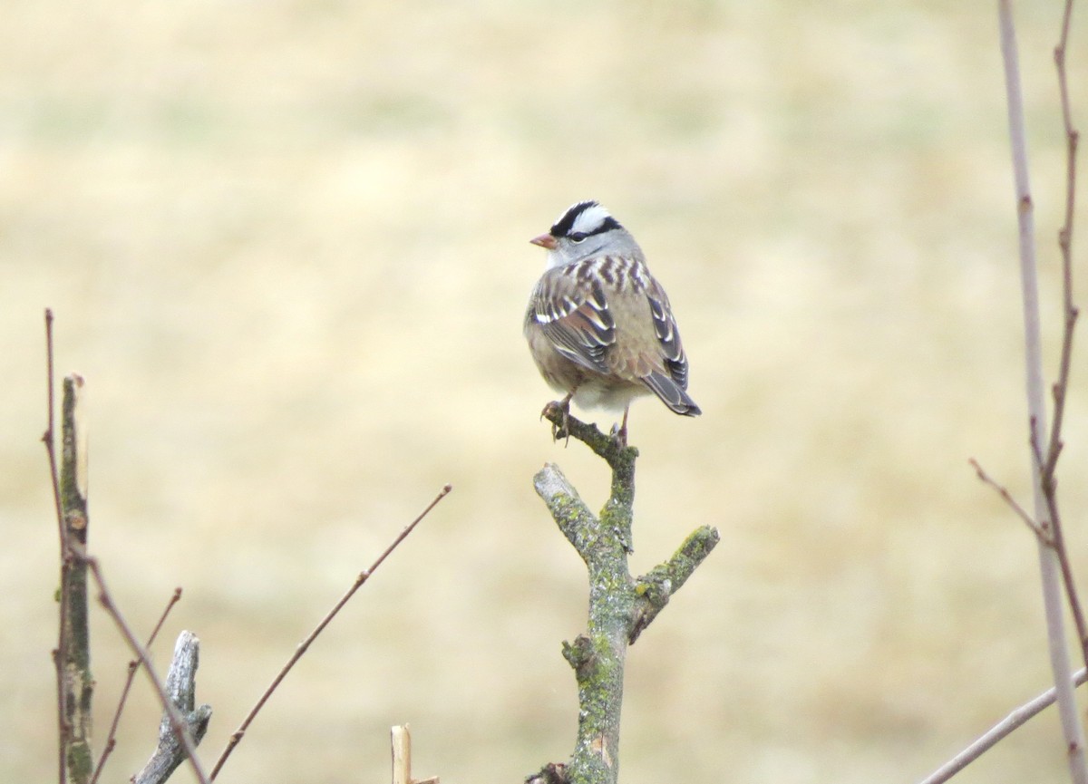 White-crowned Sparrow - ML645548727