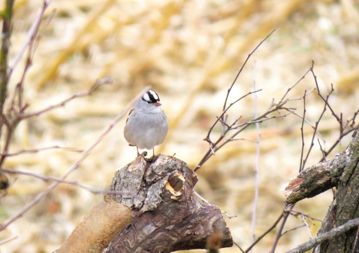 White-crowned Sparrow - ML645548728