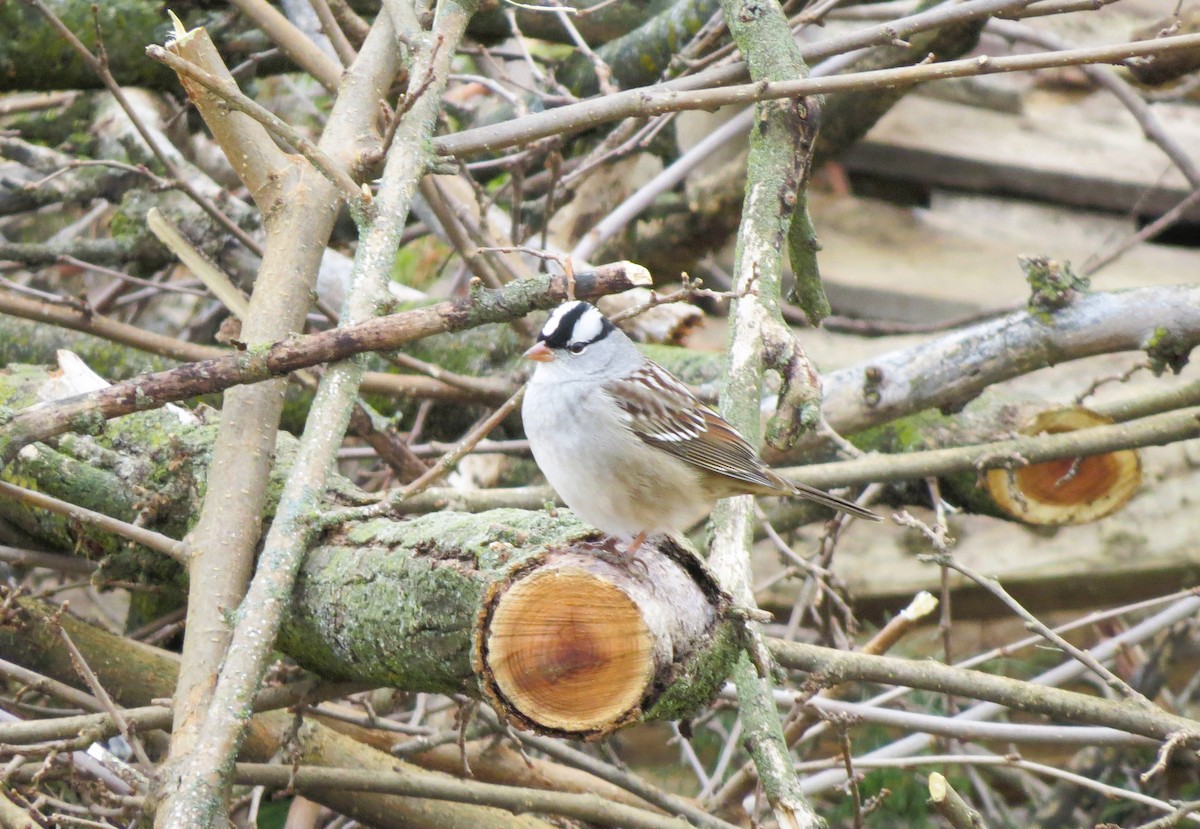 White-crowned Sparrow - ML645548729