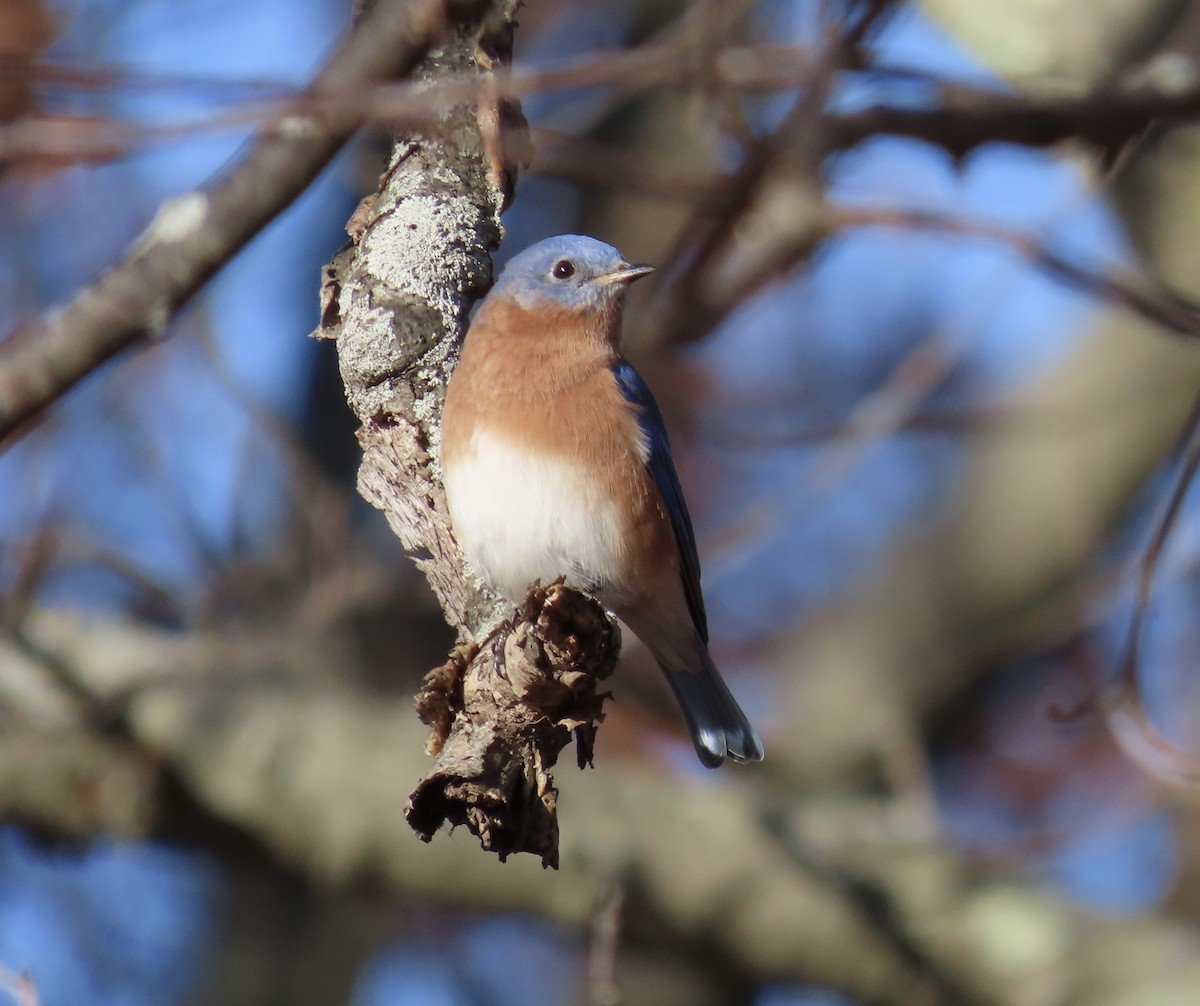 Eastern Bluebird - ML645548732