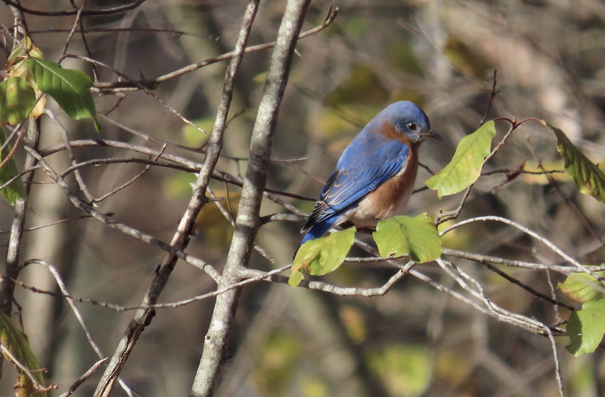 Eastern Bluebird - ML645548733