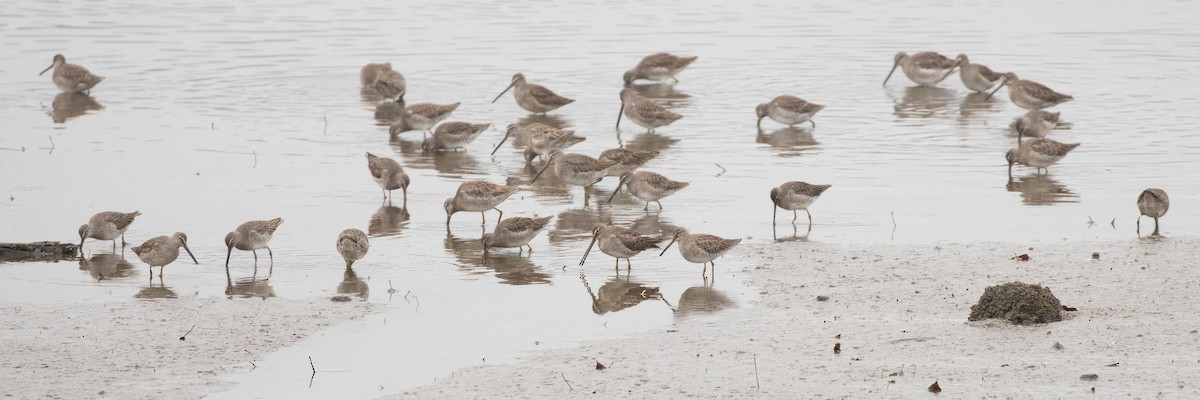 Long-billed Dowitcher - ML645548750