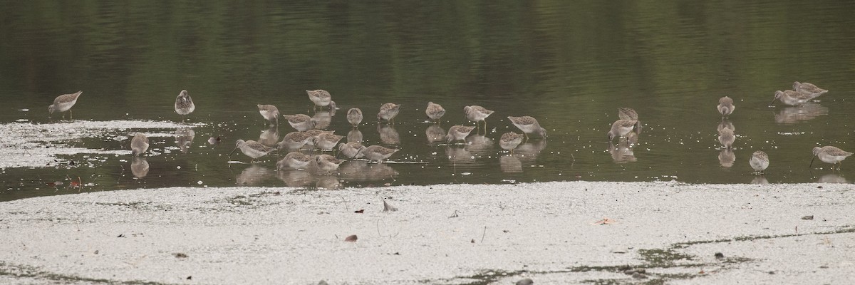 Long-billed Dowitcher - ML645548751
