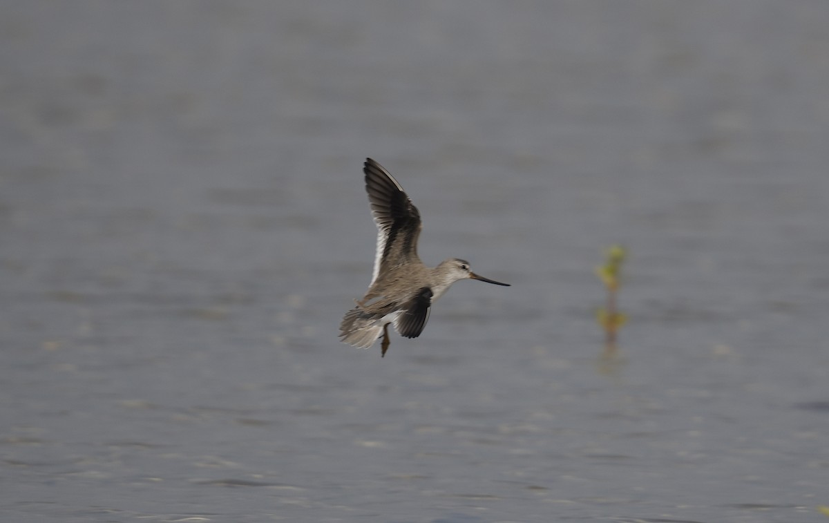 ביצנית אפורה - ML645548769
