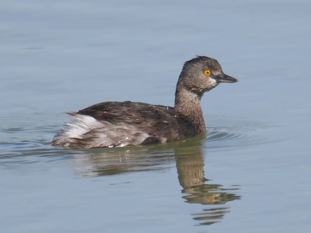 Least Grebe - ML645548779