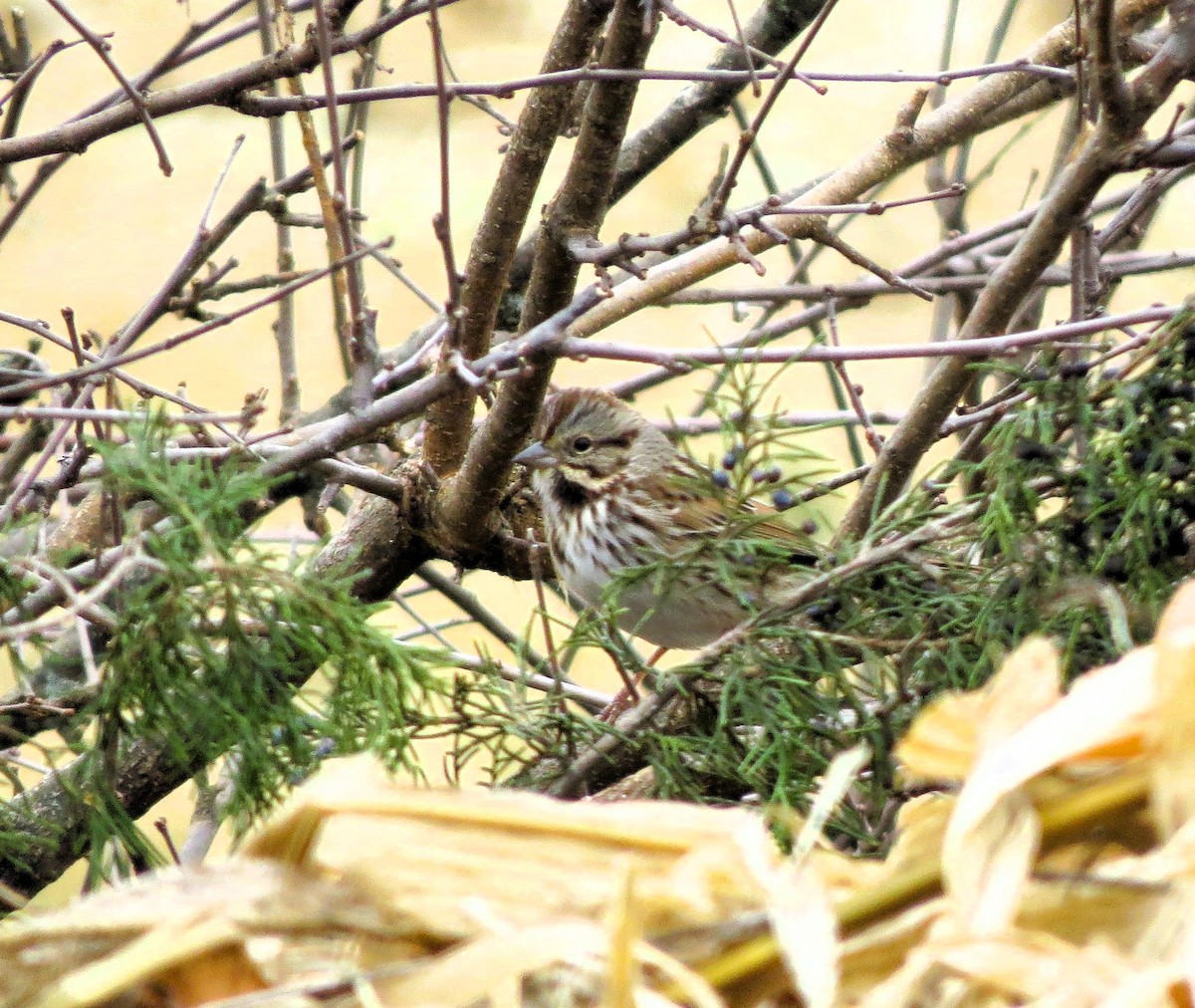 Song Sparrow - ML645548783