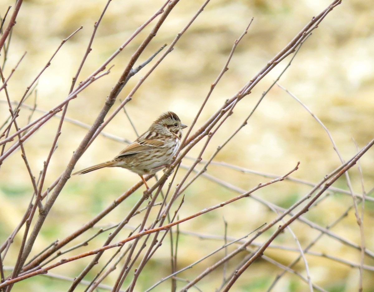 Song Sparrow - ML645548784