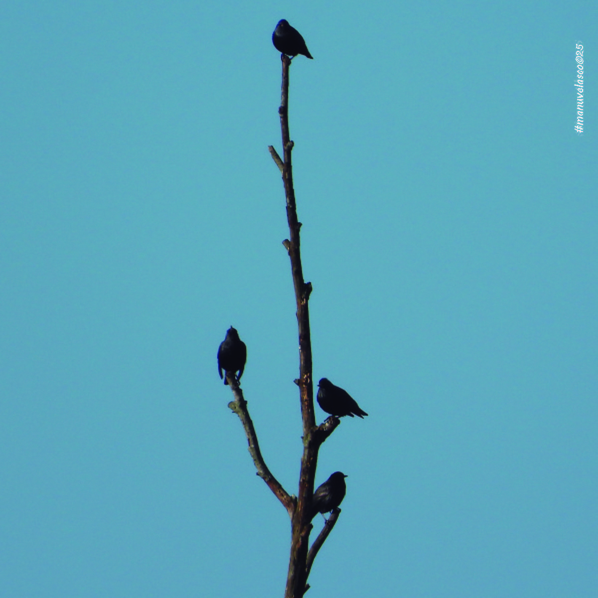 זרזיר שחור - ML645548786