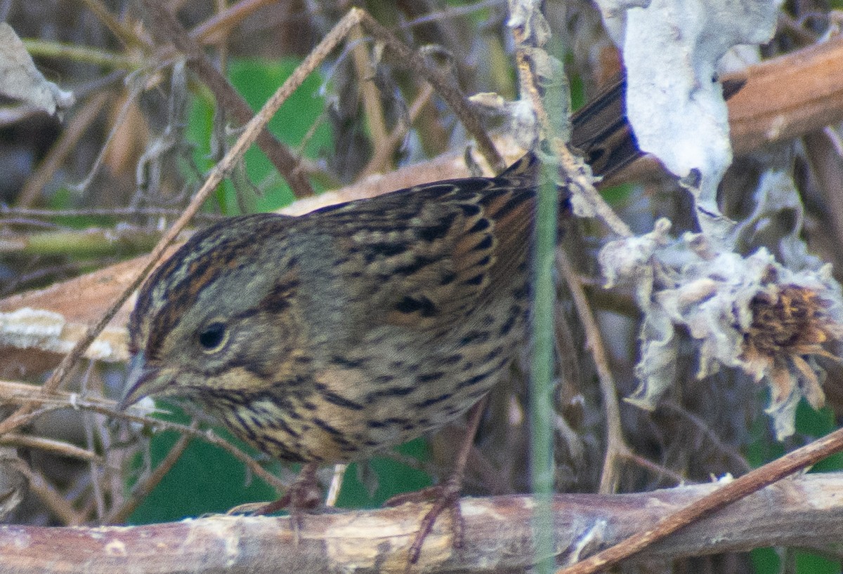 strnadec pruhohlavý - ML645548787