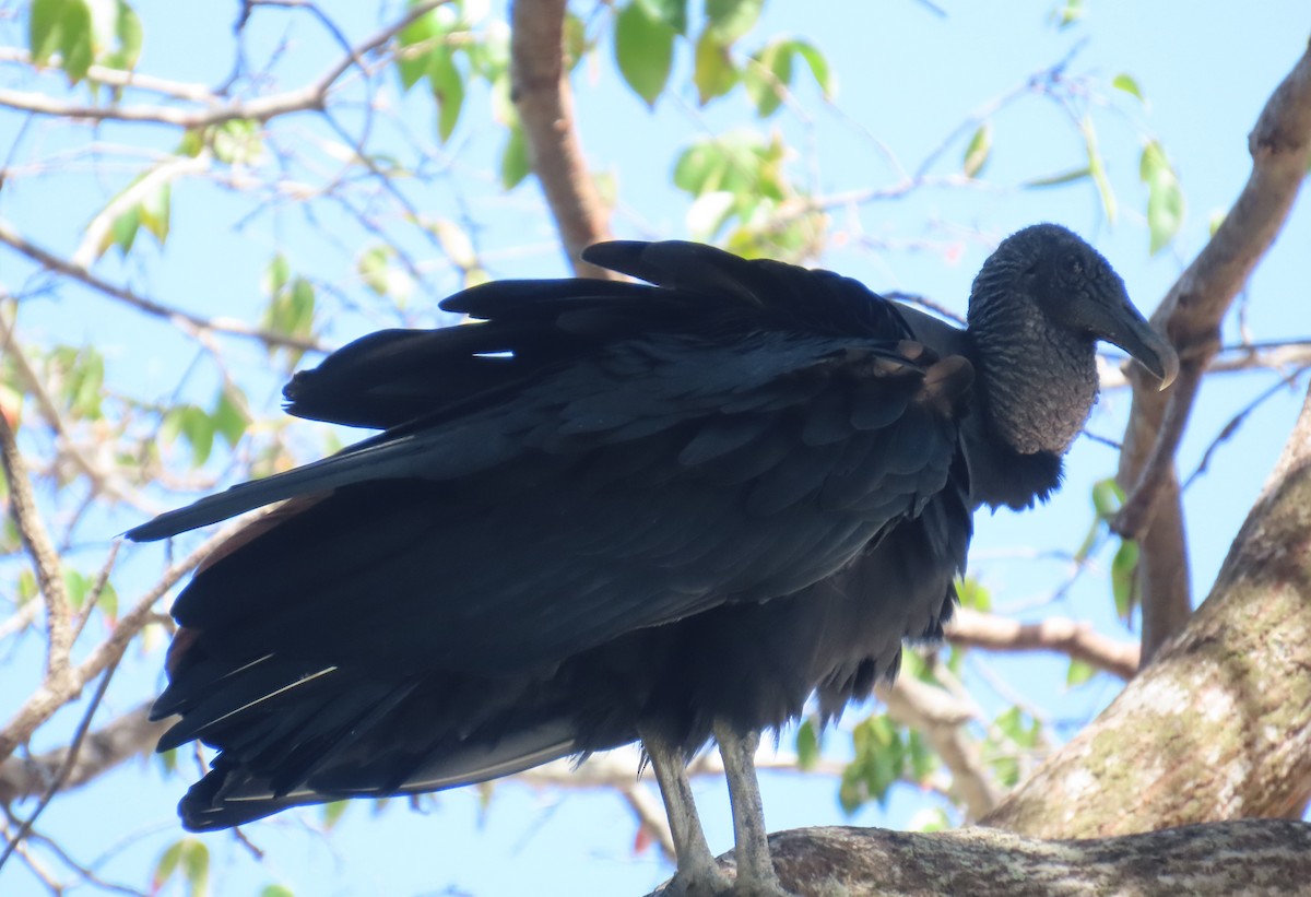 Black Vulture - ML645548788