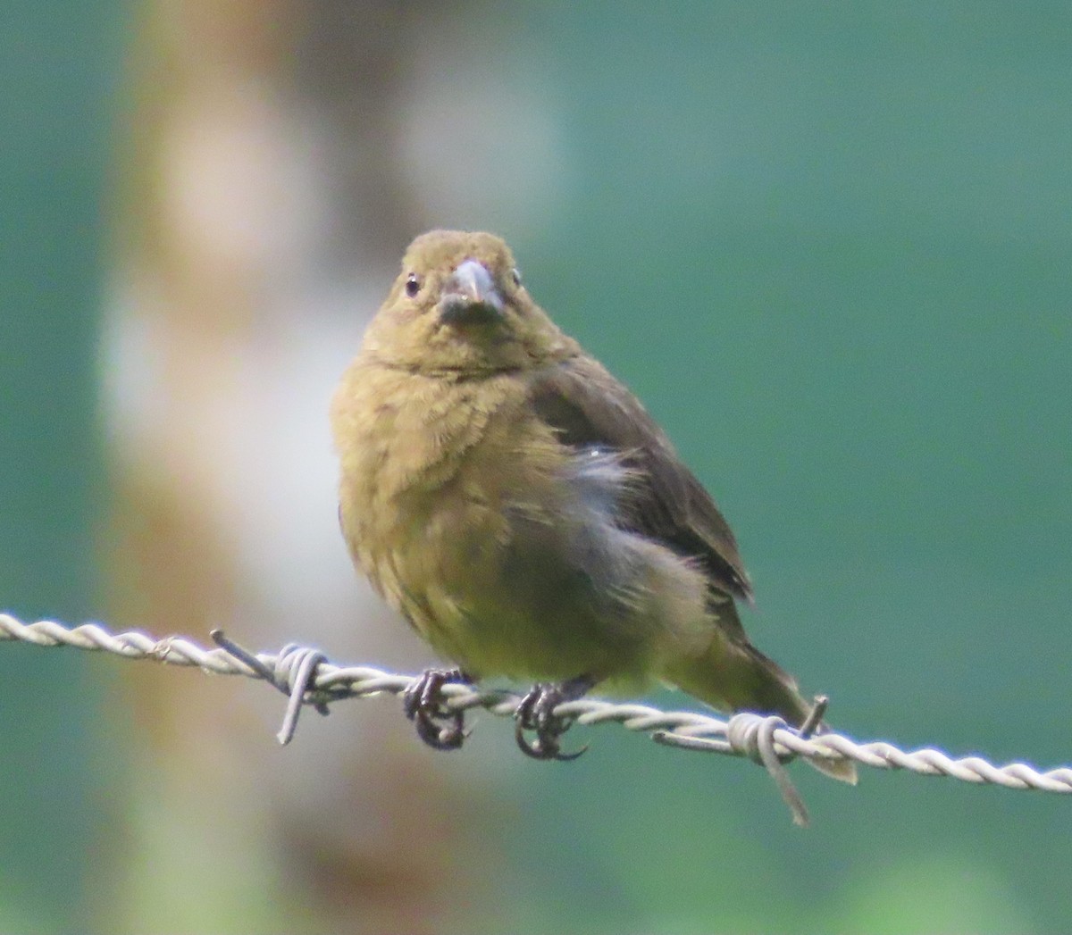 Variable Seedeater - ML645548789