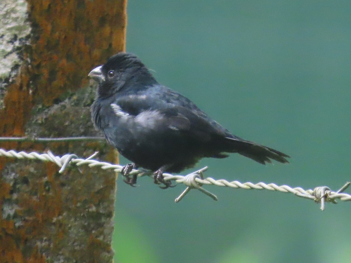Variable Seedeater - ML645548790