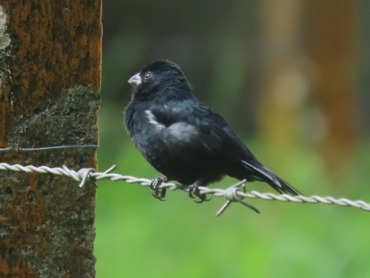 Variable Seedeater - ML645548792