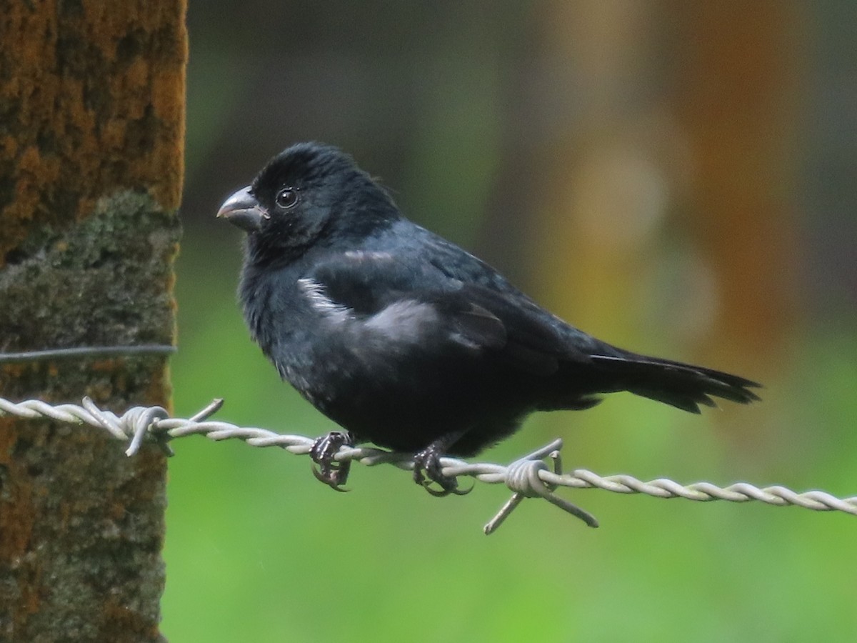 Variable Seedeater - ML645548793
