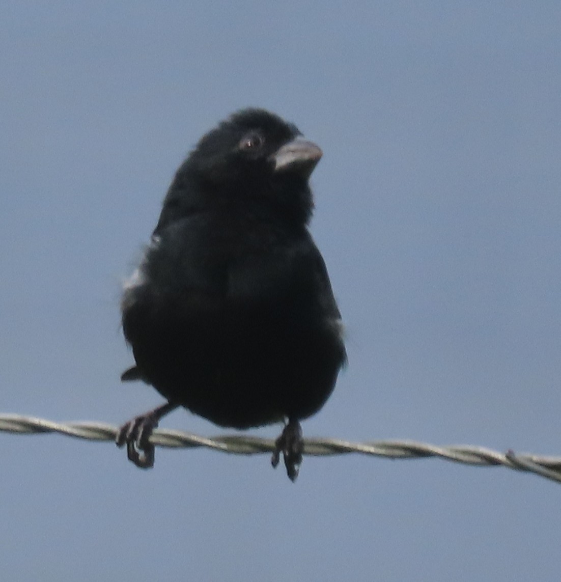 Variable Seedeater - ML645548794