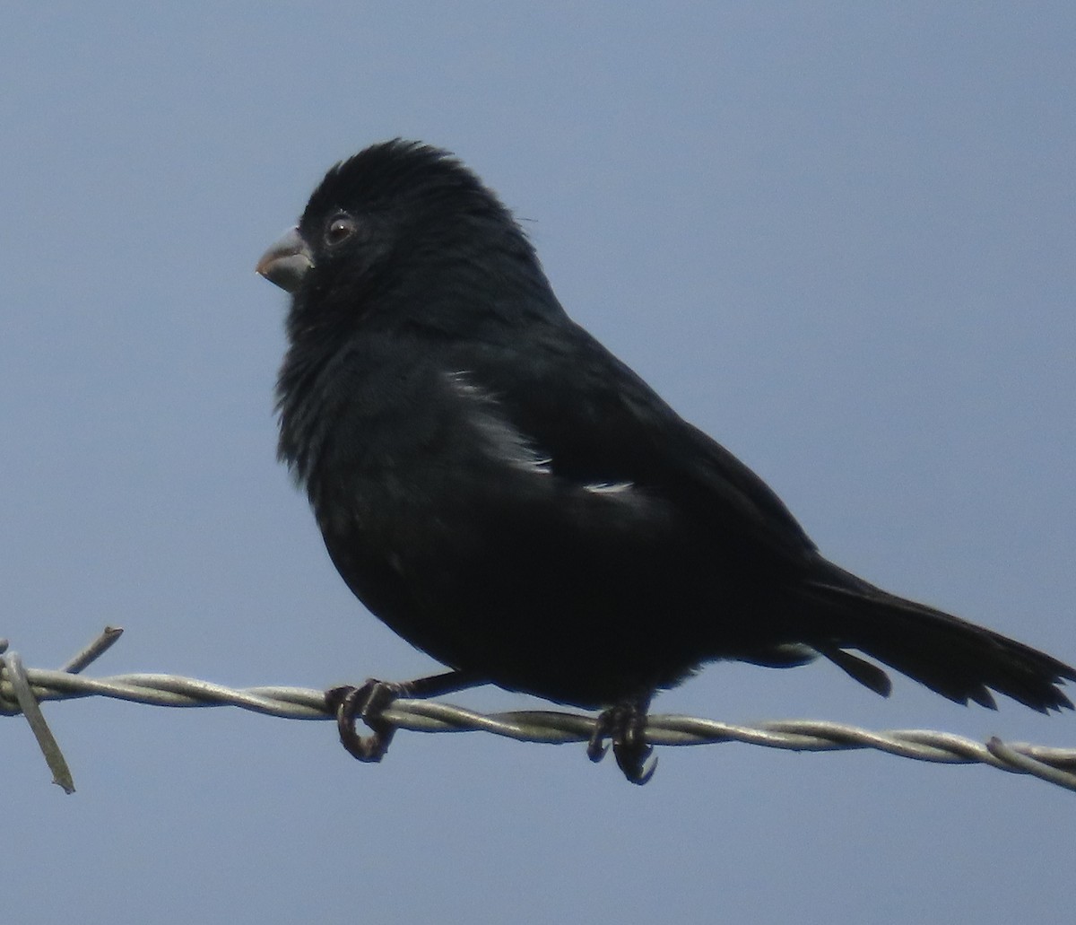 Variable Seedeater - ML645548795