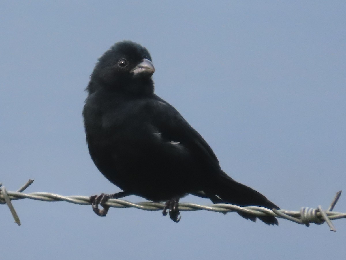 Variable Seedeater - ML645548796