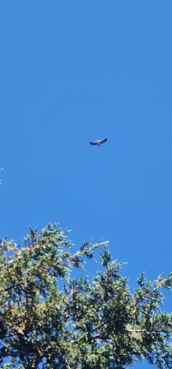 נשר הימלאיה - ML645548797