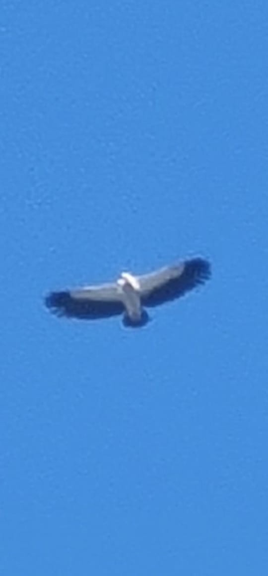 נשר הימלאיה - ML645548798