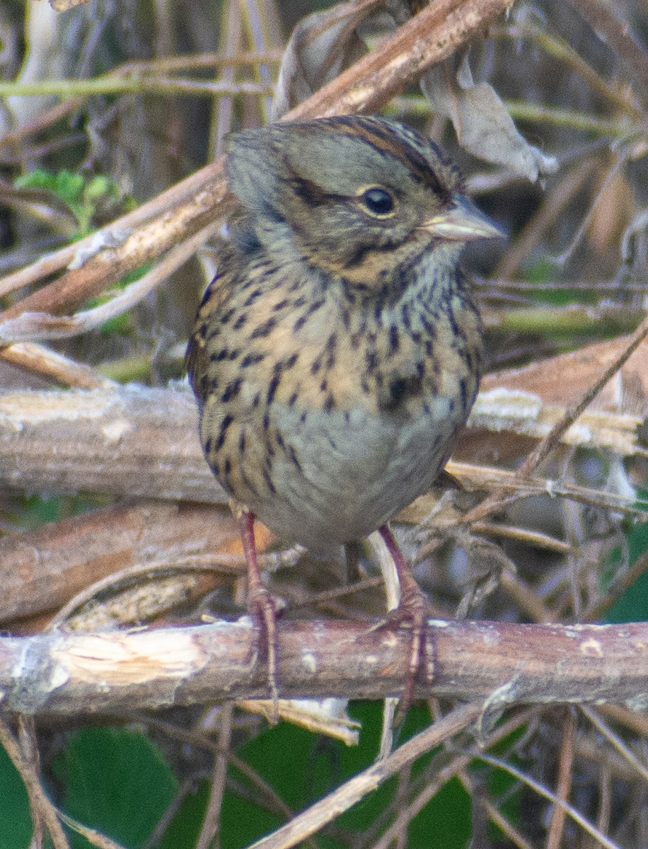 strnadec pruhohlavý - ML645548799