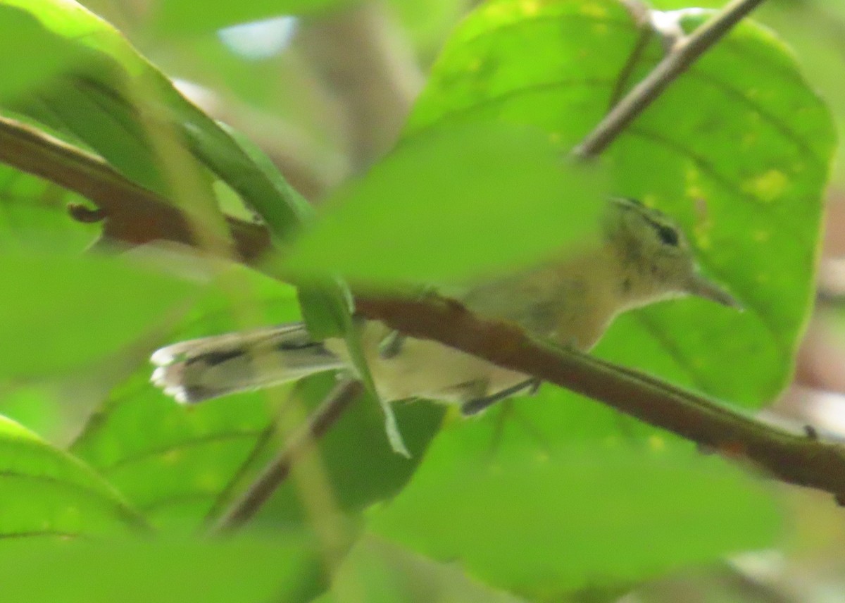 Kara Başlı Karıncaçıvgını - ML645548800