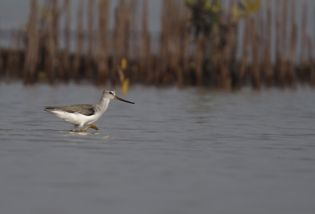 ביצנית אפורה - ML645548802