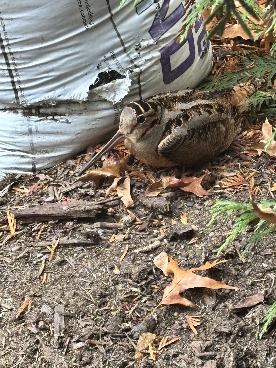 American Woodcock - ML645548804